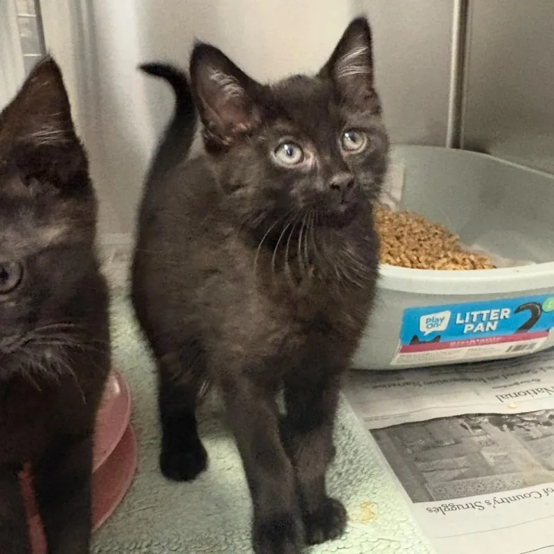 A baby small-sized female Black Domestic Short Hair cat named Octopus Oxfords for adoption in Charlottesville, VA