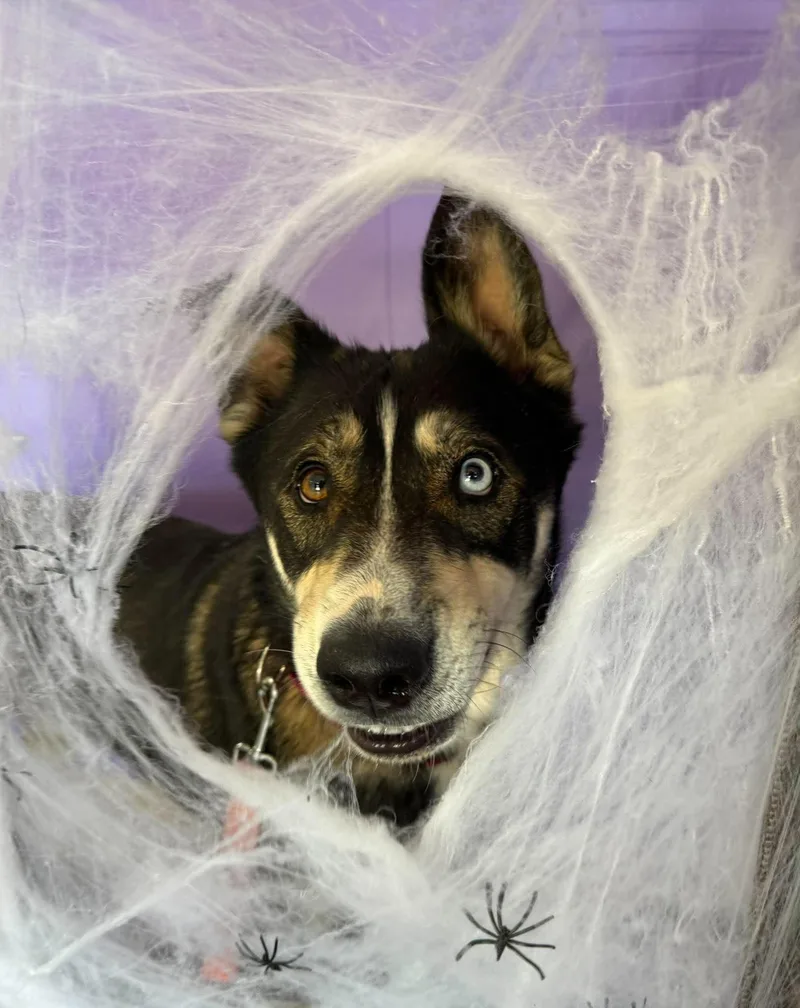 A young large-sized male Siberian Husky dog named Steve for adoption in Chickasha, OK