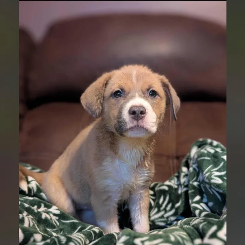 A baby small-sized female Red / Chestnut / Orange Mixed Breed dog named Big Red for adoption in Buffalo, MN