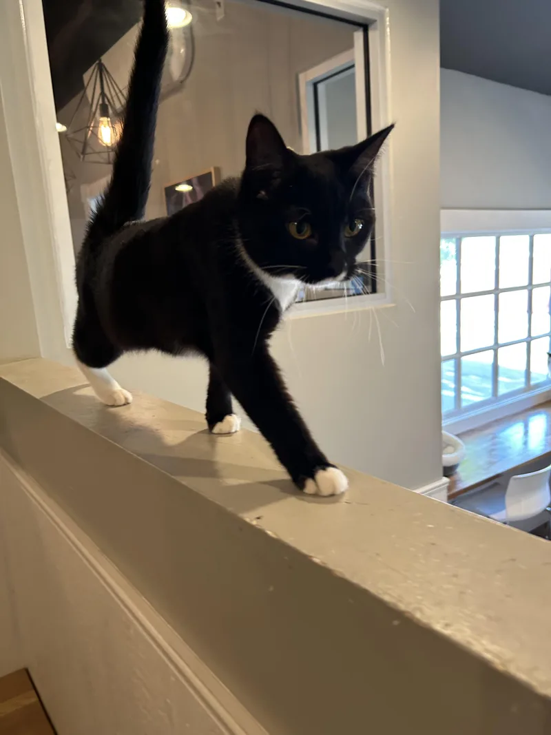 A baby medium-sized female Black & White / Tuxedo Domestic Short Hair cat named Angelite for adoption in Dayton, OH