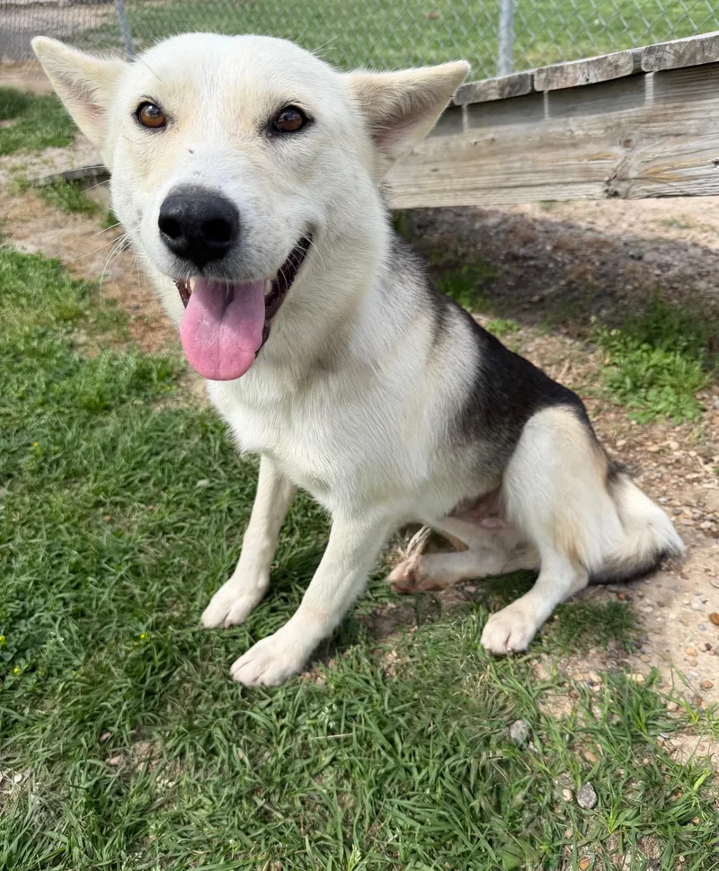 A young medium-sized female Siberian Husky dog named Eden for adoption in Conroe, TX