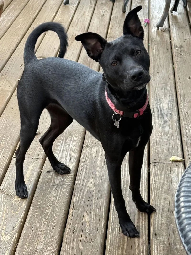 A young medium-sized female Terrier dog named Bella for adoption in Royal Palm Beach, FL