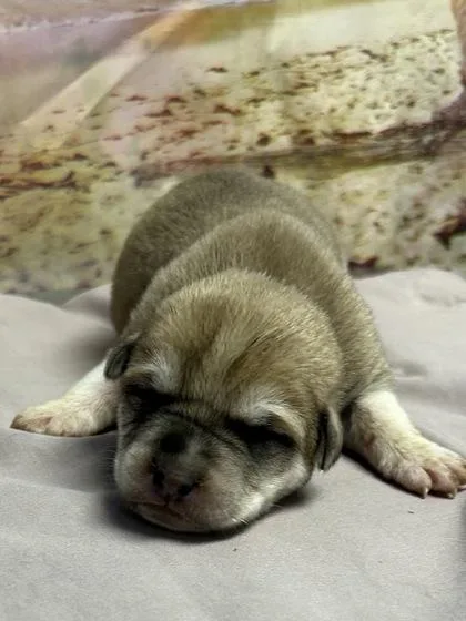 A baby small-sized female Retriever dog named Eva for adoption in San Antonio, TX