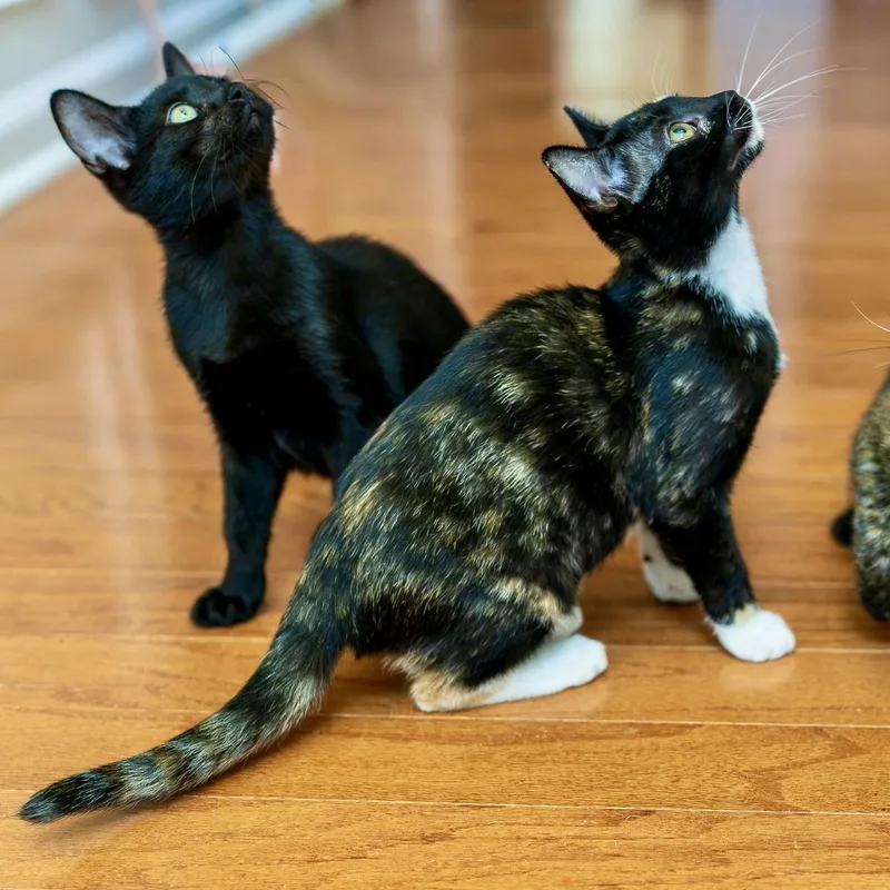 A baby small-sized female Calico Domestic Short Hair cat named Moo Ping for adoption in Richmond, VA