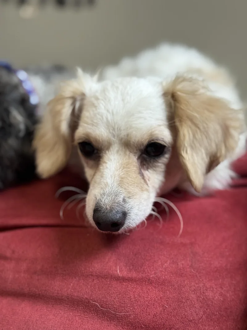 An adult small-sized female Poodle (Toy) dog named Prim for adoption in Arnold, MO