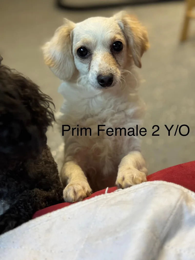 Prim thumbnail 2