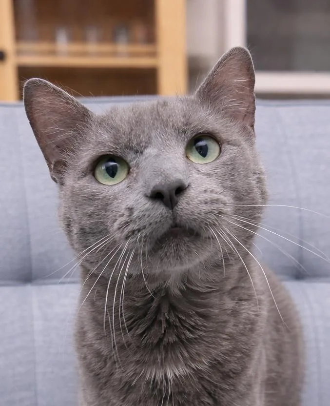 An adult medium-sized male Gray / Blue / Silver American Shorthair cat named Chustin for adoption in Philadelphia, PA