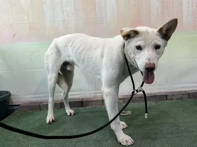 A young medium-sized male Siberian Husky dog named Carter for adoption in Baldwin Park, CA