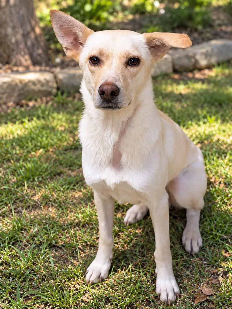 A young medium-sized female Shepherd dog named Coconut for adoption in Lutz, FL