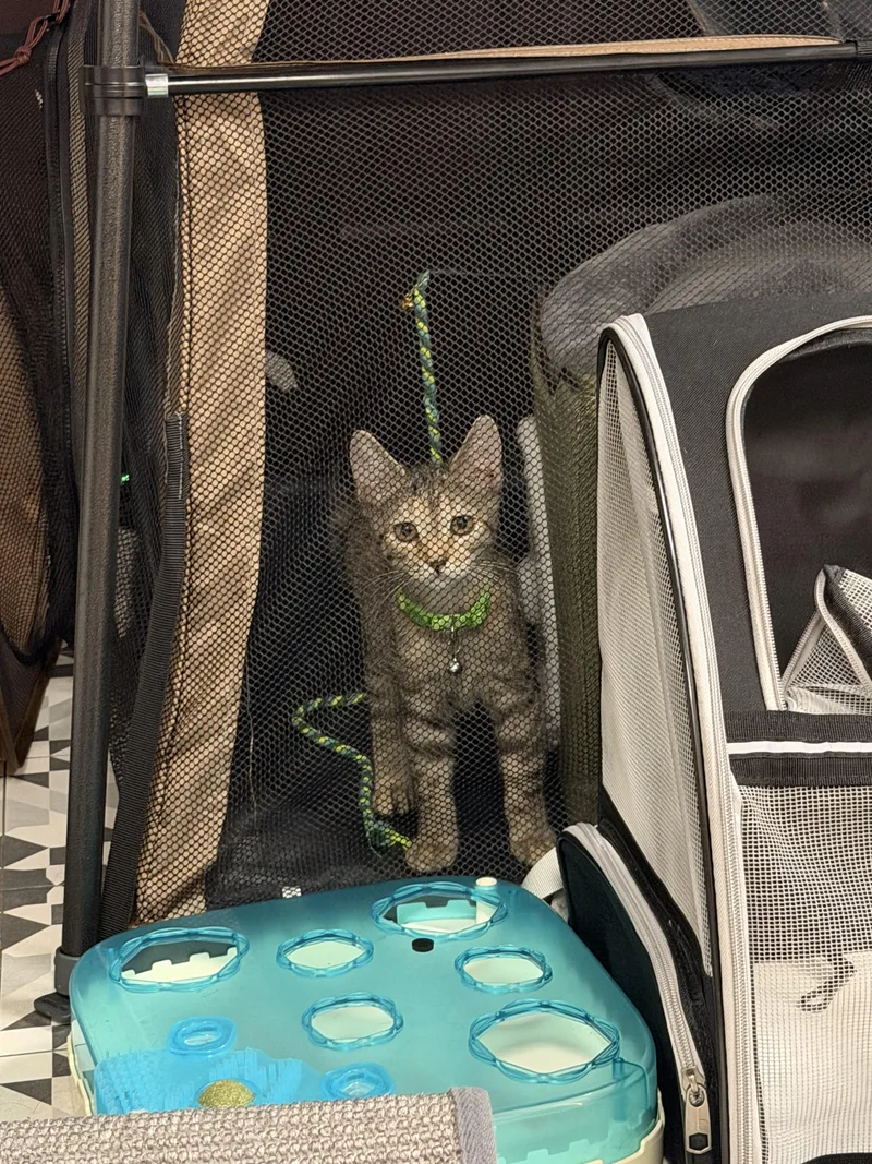A young medium-sized female Tabby cat named Mary Kate and Ashley for adoption in Key Biscayne, FL