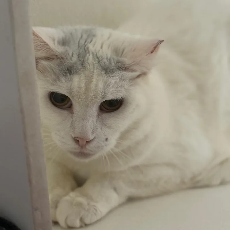 An adult medium-sized female White Domestic Short Hair cat named Snowball for adoption in Ridgely, MD