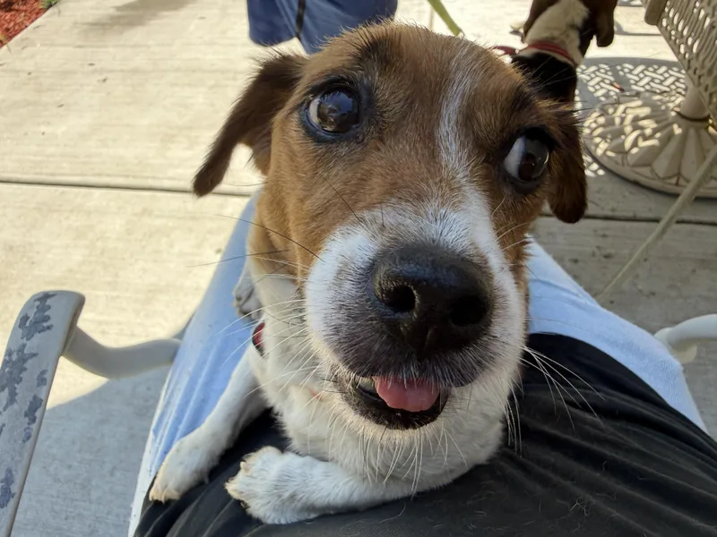 A young small-sized female White / Cream Jack Russell Terrier dog named Kali for adoption in Bartlett, IL