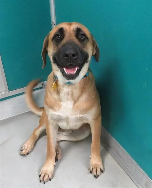 A young medium-sized male Black Mouth Cur dog named Waldo for adoption in Oklahoma City, OK
