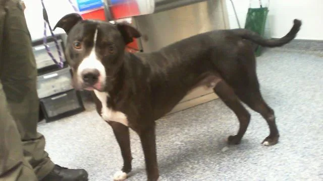 A young medium-sized male Labrador Retriever dog named Boots for adoption in Charlotte, NC