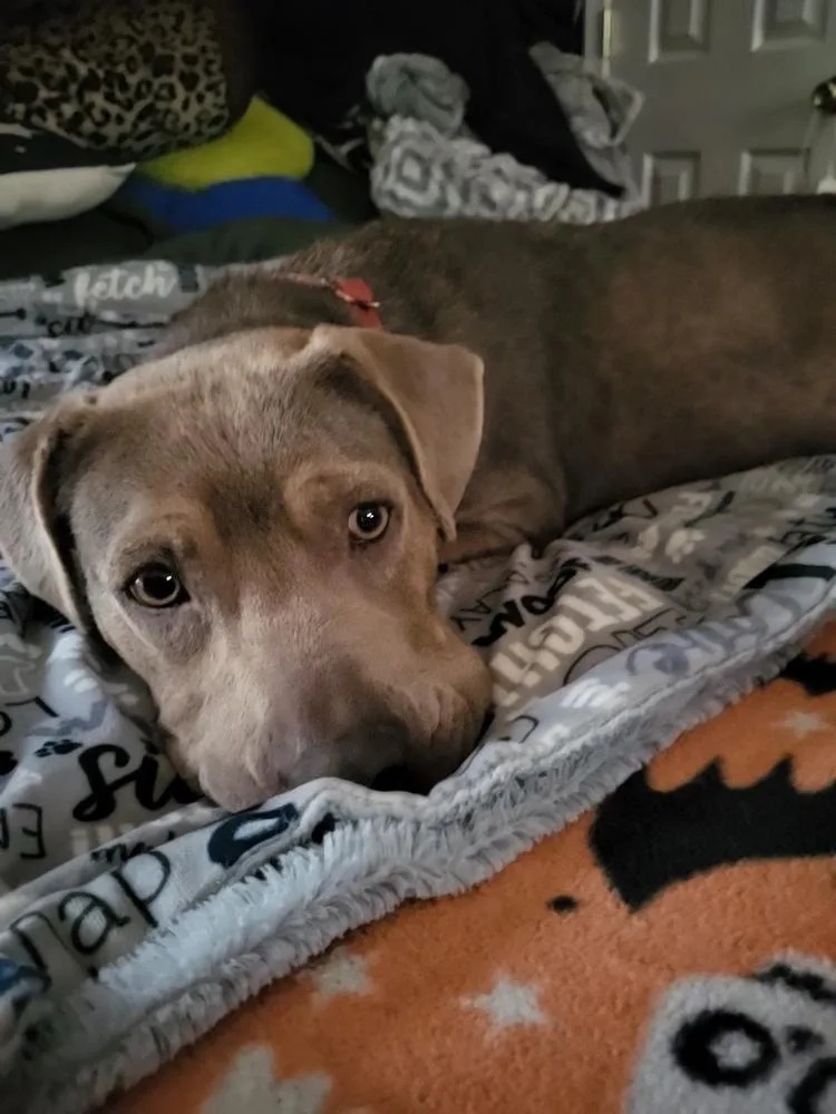 A young medium-sized female Yellow / Tan / Blond / Fawn Labrador Retriever dog named Jazzy for adoption in Youngsville, NC