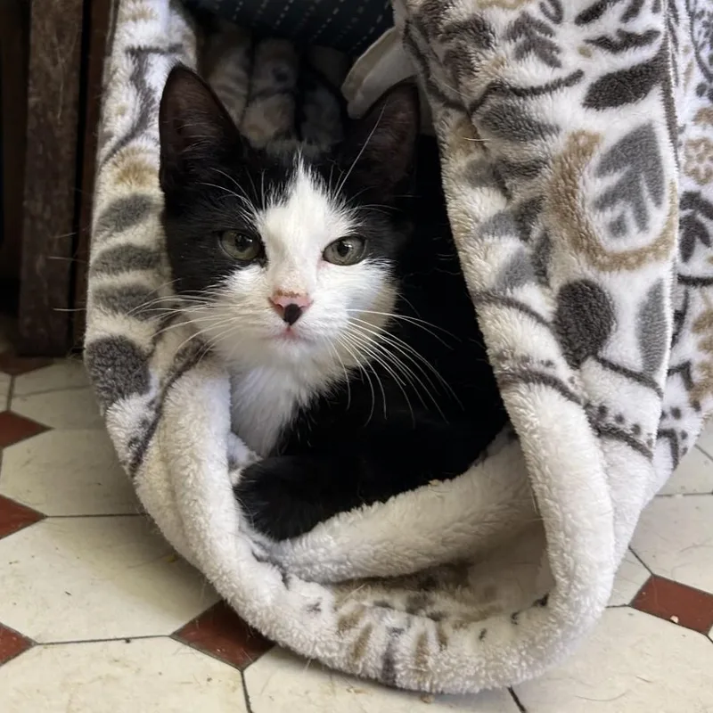 A baby small-sized female Domestic Short Hair cat named Pie for adoption in Springdale, AR