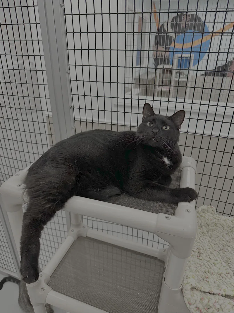 An adult large-sized male Domestic Short Hair cat named Coal & Carbon for adoption in West Hills, CA