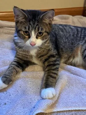 A baby medium-sized male Black & White / Tuxedo Domestic Short Hair cat named Hubble for adoption in Mokena, IL