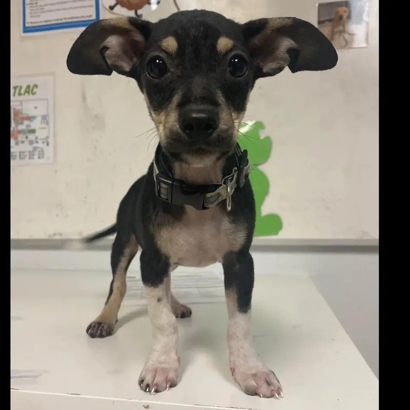 A baby small-sized female Black Chihuahua dog named Darcy for adoption in Austin, TX