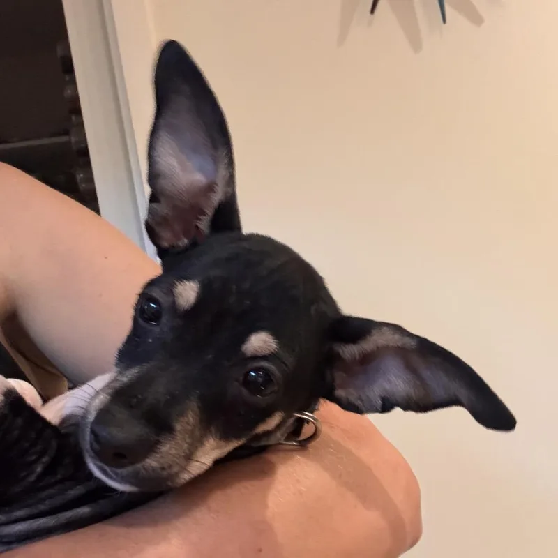 Darcy thumbnail 2