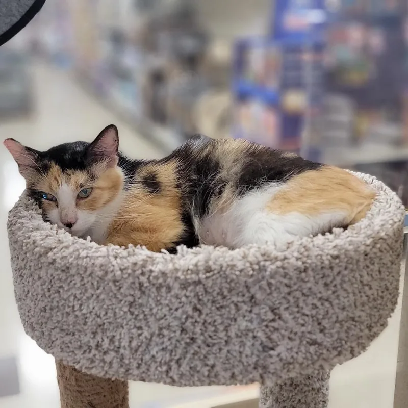A young small-sized female Black Domestic Medium Hair cat named Aly for adoption in Santa Fe, TX