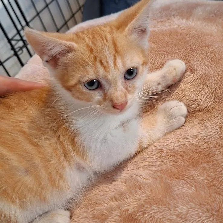 A baby small-sized male Orange / Red Domestic Short Hair cat named Chips for adoption in Brooklyn, NY