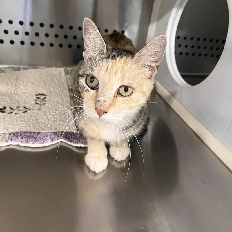 A senior medium-sized female Orange / Red Domestic Short Hair cat named August for adoption in Washburn, MO
