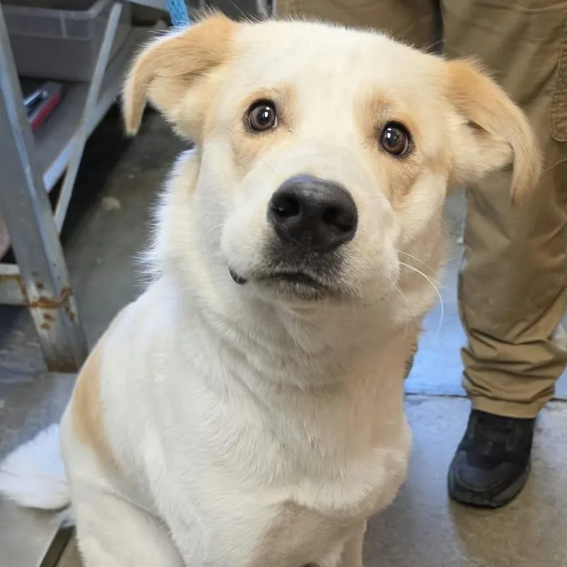 A young large-sized male White / Cream Australian Shepherd dog named Tobe for adoption in Grants Pass, OR