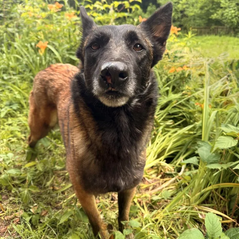 A young medium-sized female Brown / Chocolate Belgian Shepherd / Malinois dog named Razel for adoption in Milford, NY