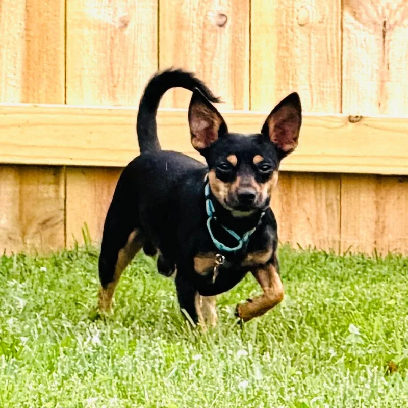 A young small-sized male Black Chihuahua dog named Larry for adoption in La Grange, KY
