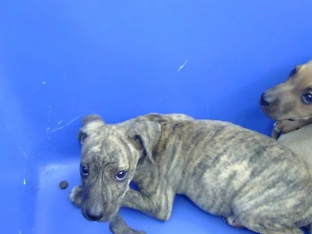 A young large-sized male Mixed Breed dog named Bryan for adoption in Dallas, TX