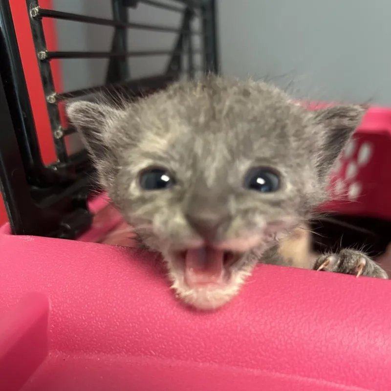 A baby small-sized female Tortoiseshell Domestic Short Hair cat named Tiramisu for adoption in Leander, TX