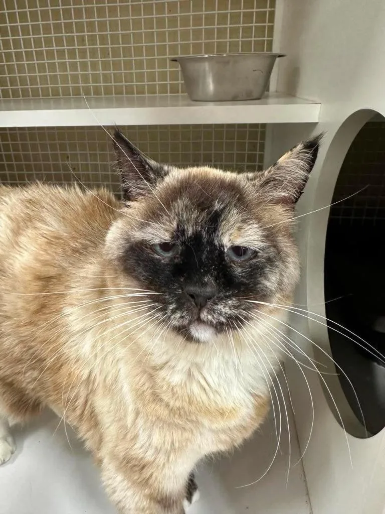 An adult medium-sized female Domestic Short Hair cat named Flip Flop for adoption in Ogden, UT