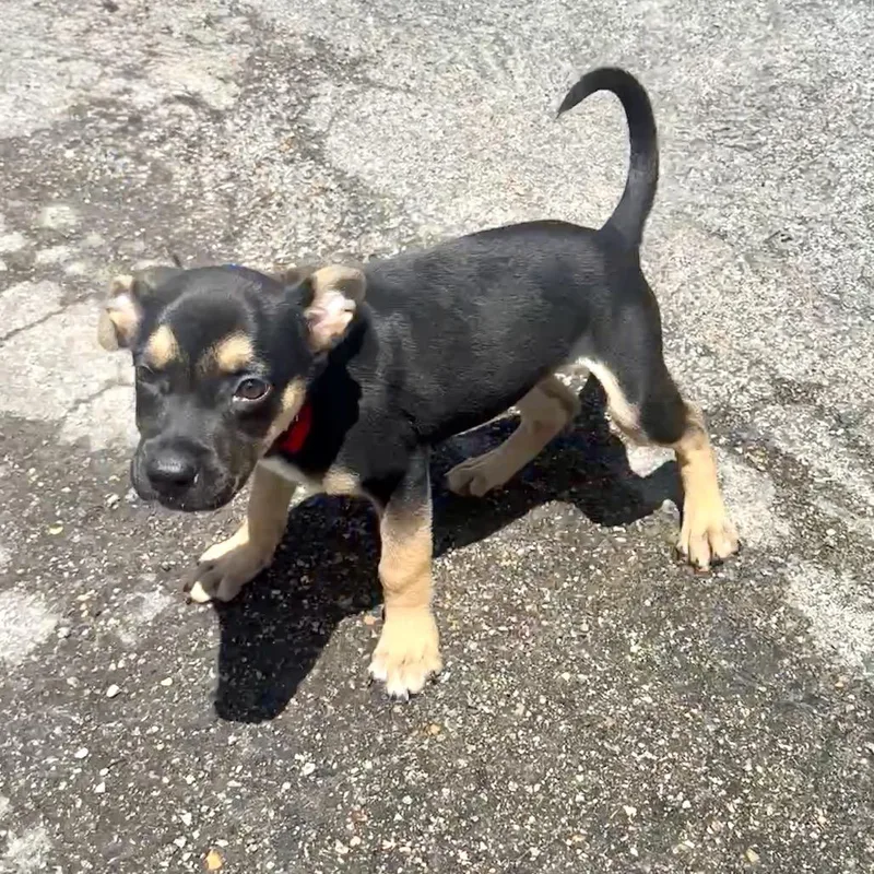 A baby small-sized female Black Mixed Breed dog named Pepper PR for adoption in Union, MO