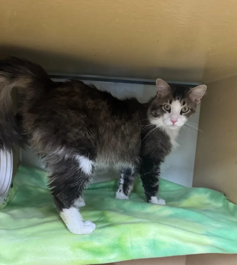 A young medium-sized male Domestic Medium Hair cat named Noudle for adoption in Fort Lupton, CO