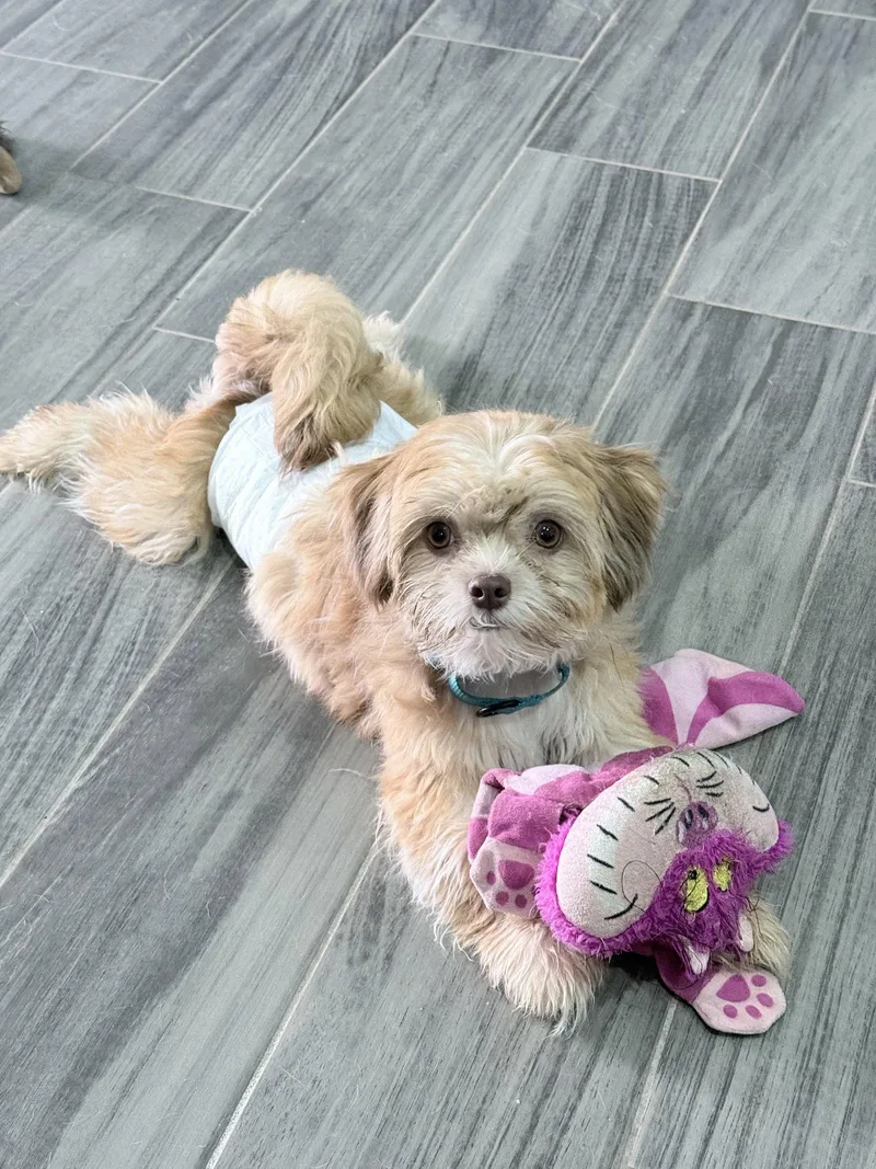 A baby small-sized male Shih Tzu dog named Peanut for adoption in Monticello, NY