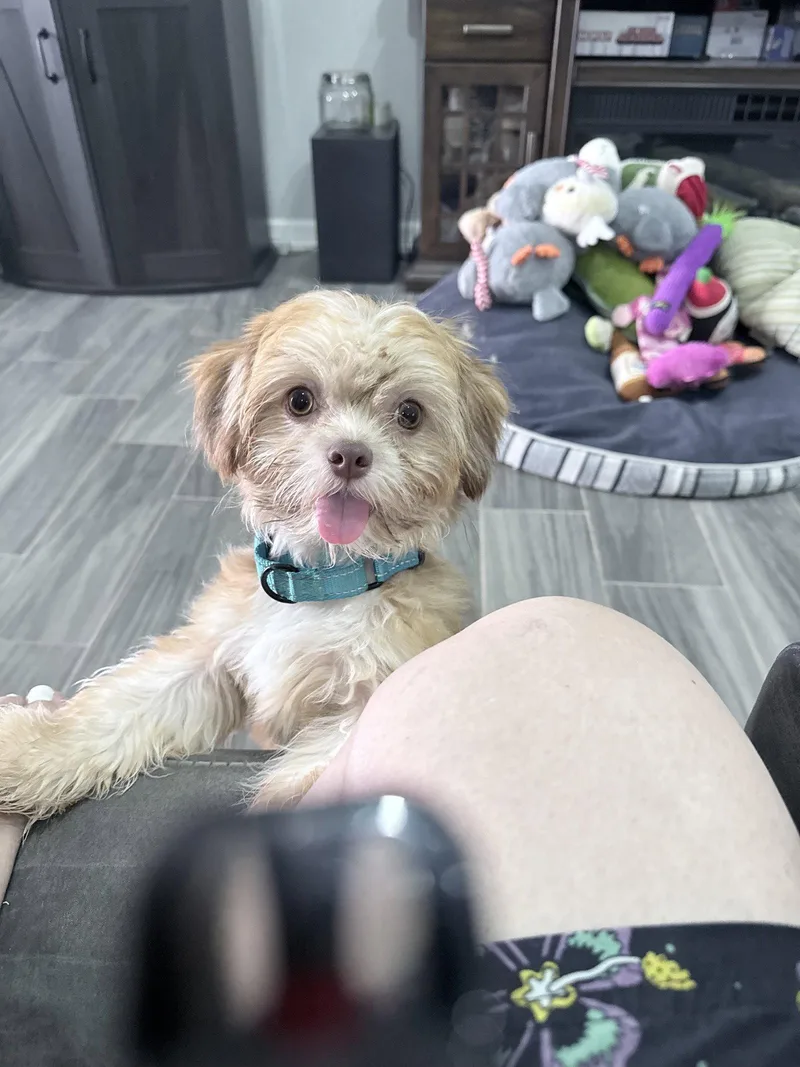 Peanut thumbnail 3