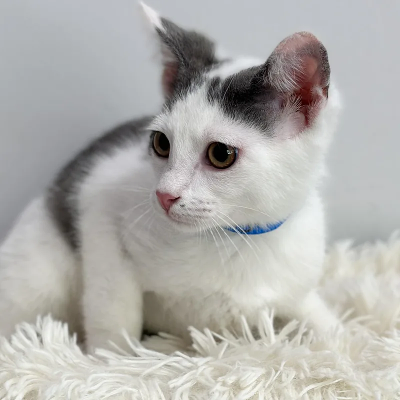 A baby medium-sized male Gray & White Domestic Short Hair cat named Monsieur Gris for adoption in Victor, NY