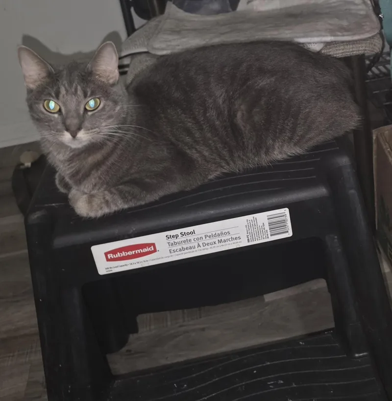 A young medium-sized female Tabby (Gray / Blue / Silver) Domestic Short Hair cat named Stormy for adoption in Chicago, IL