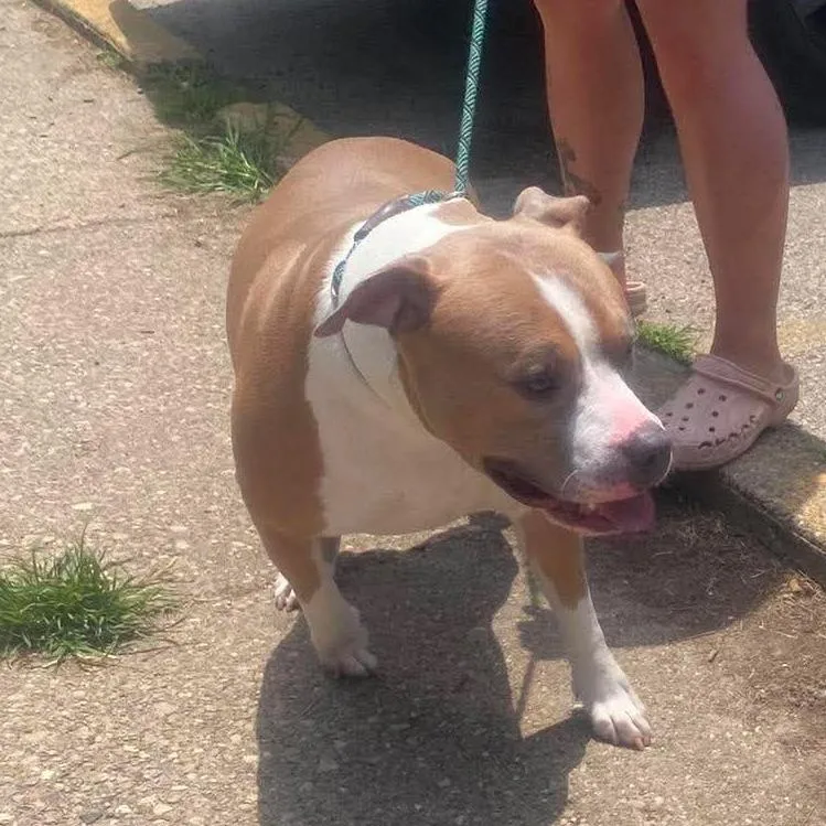 An adult small-sized male Brown / Chocolate Mixed Breed dog named Jack Harlow Stray Hold for adoption in Huntington, WV