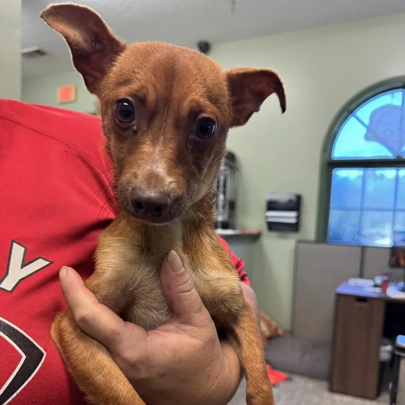 An adult small-sized male Yellow / Tan / Blond / Fawn Chihuahua dog named Nacho for adoption in LaGrange, GA