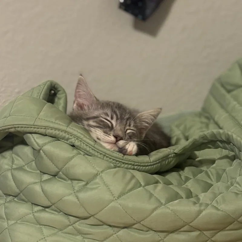 A baby small-sized male Gray / Blue / Silver Domestic Short Hair cat named Chimera for adoption in Tustin, CA