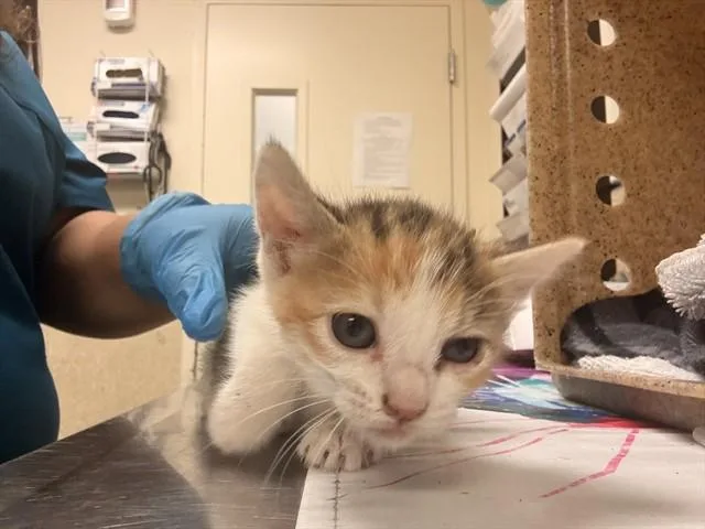 A baby small-sized female Domestic Short Hair cat named Bentina for adoption in Riverside, CA