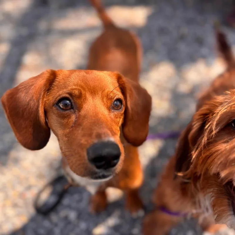 An adult medium-sized male Red / Chestnut / Orange Dachshund dog named Peanut for adoption in York, PA