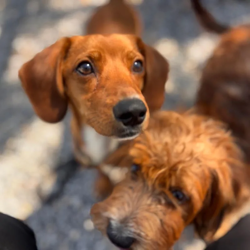 Peanut thumbnail 4
