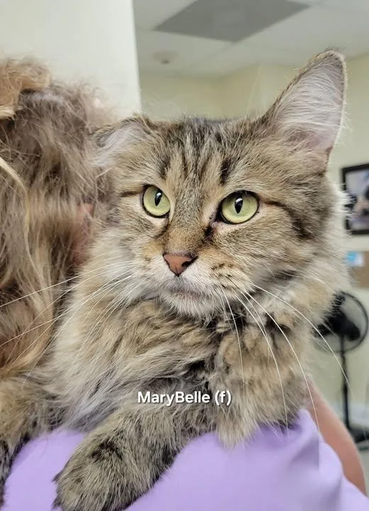 An adult medium-sized female Black Maine Coon cat named MaryBelle for adoption in Mazon, IL