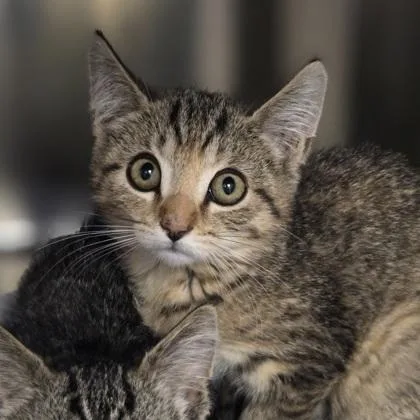 A baby small-sized female Domestic Short Hair cat named Tik Tok for adoption in Westland, MI