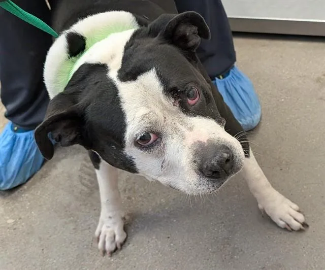 A senior large-sized female Pit Bull Terrier dog named Domino for adoption in Tucson, AZ