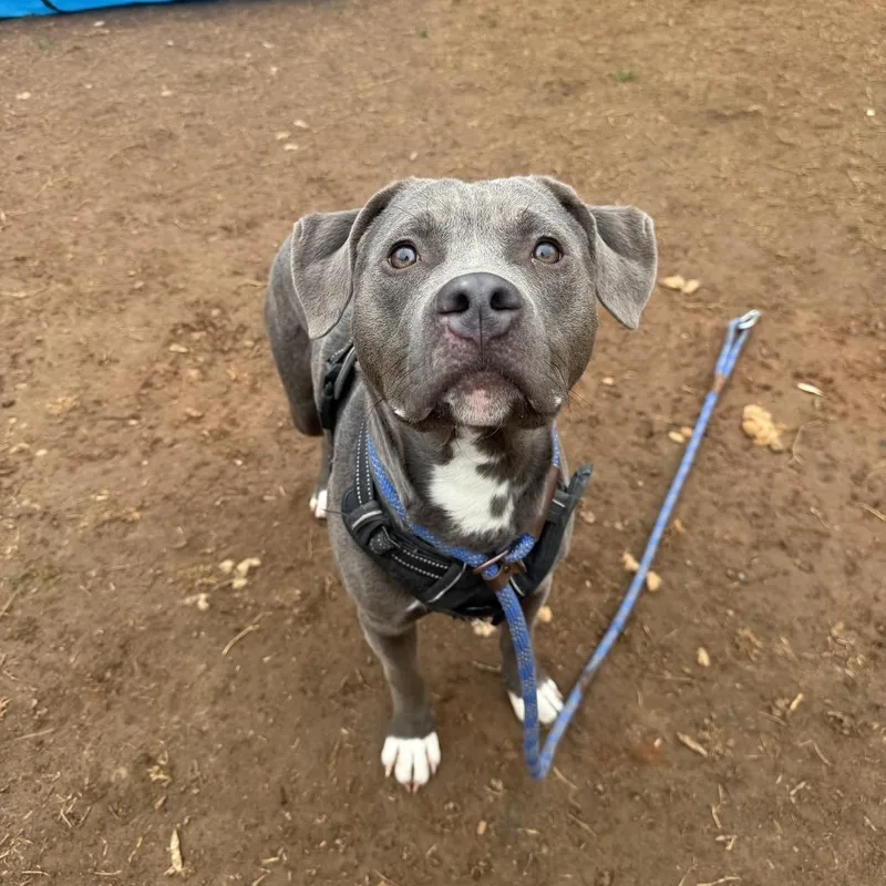 A young medium-sized male Gray / Blue / Silver Pit Bull Terrier dog named Joey for adoption in Lynchburg, VA