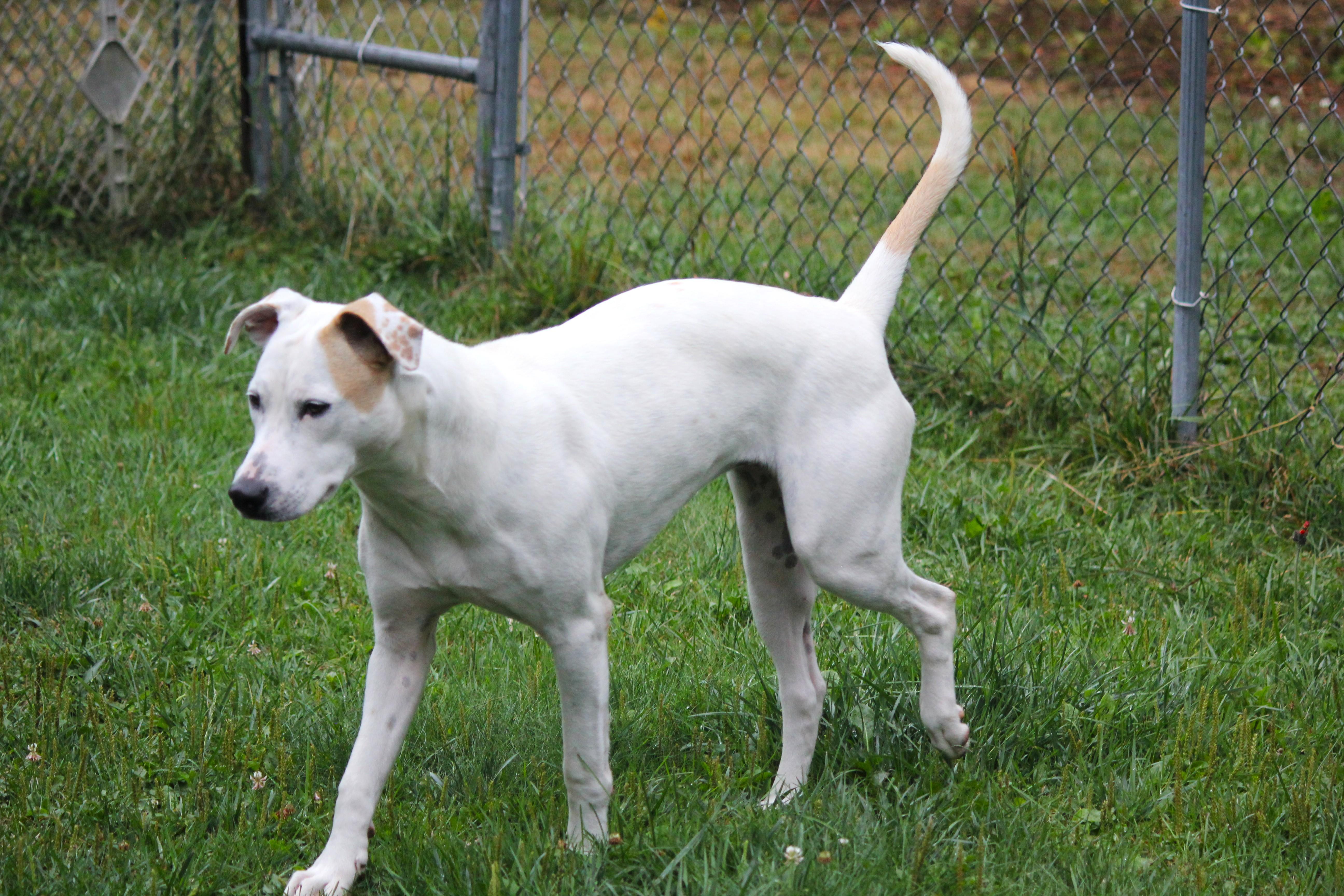 A young medium-sized female White / Cream Pit Bull Terrier dog named Sophie for adoption in Hayward, WI
